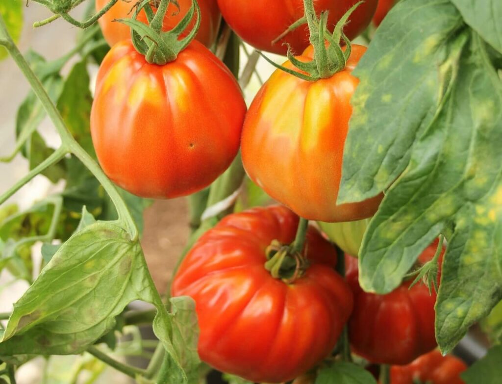 tomates du jardin